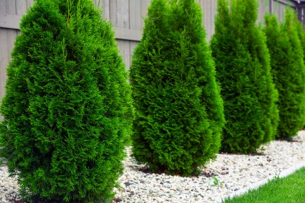 Arborvitae Planting Service