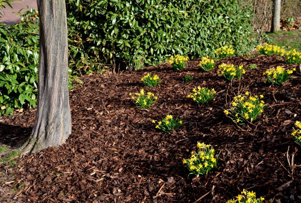 Mulch Service