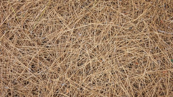 Pine Needles Delivery in Thousand Oaks