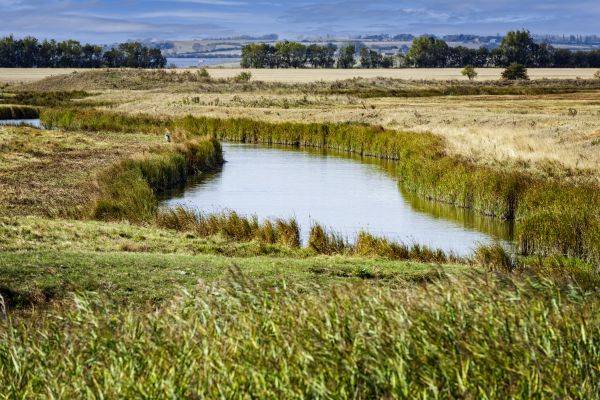 Swale Landscaping in Thousand Oaks