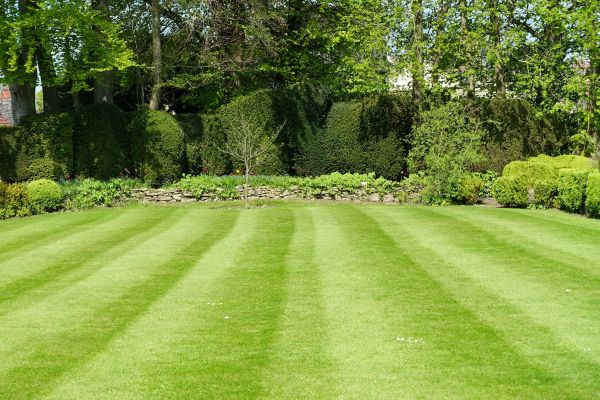 Lawn Renovation in Thousand Oaks
