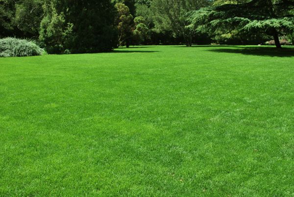 Lawn Landscaping in Thousand Oaks