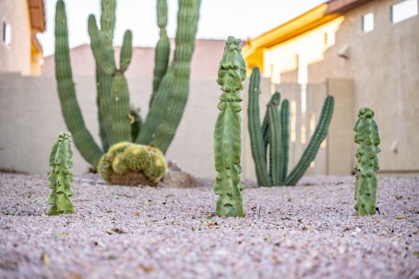 Dry Garden Design