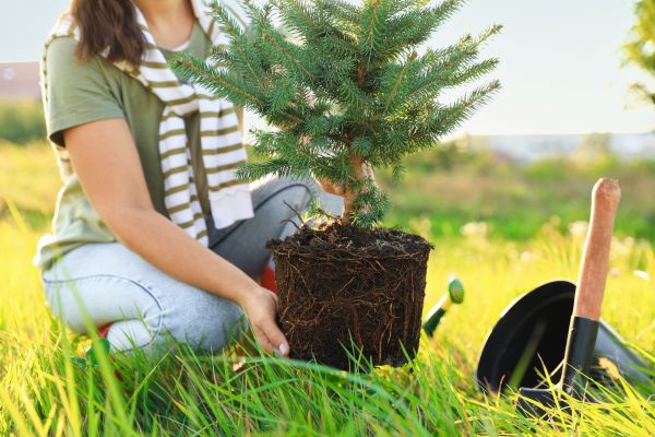 Spruce Tree Planting in Thousand Oaks