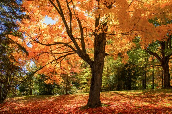 Maple Tree Planting in Thousand Oaks