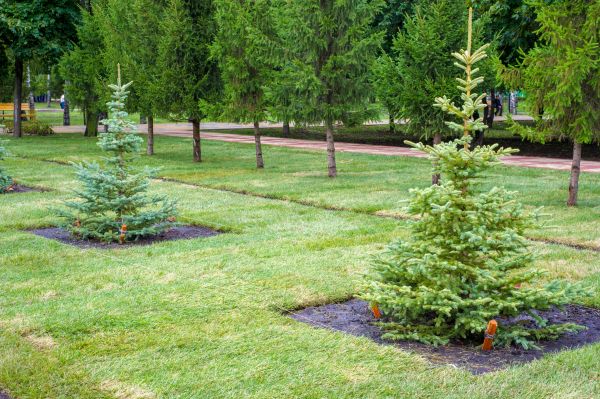 Privacy Trees Planting in Thousand Oaks