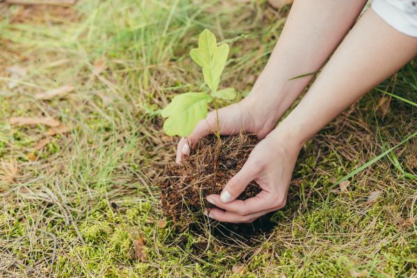 Oak Tree Planting in Thousand Oaks