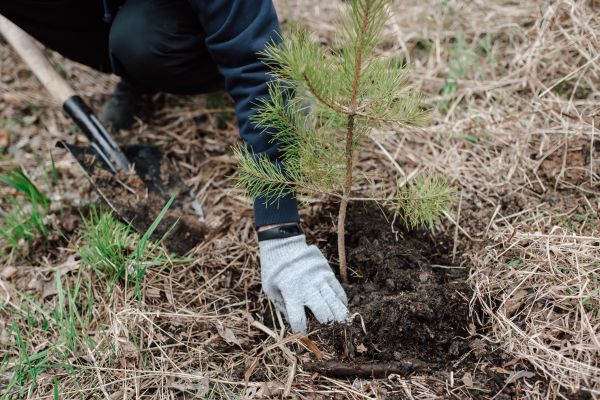 Pine Tree Planting in Thousand Oaks