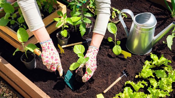Garden Bed Installation Service