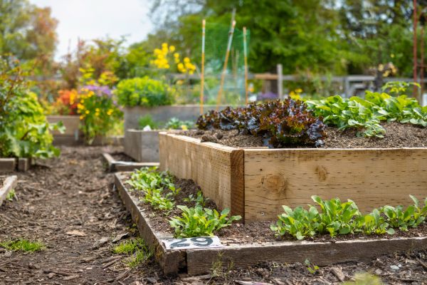 Backyard Gardening Service