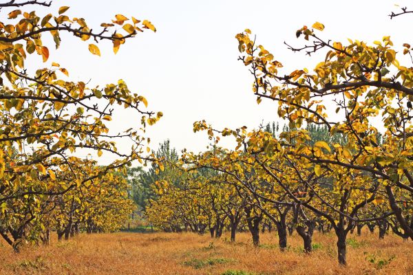 Pear Tree Planting in Thousand Oaks