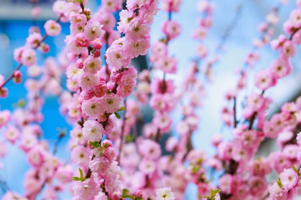Japanese Cherry Tree Planting in Thousand Oaks