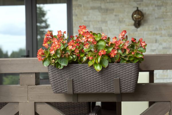 Terrace Gardening