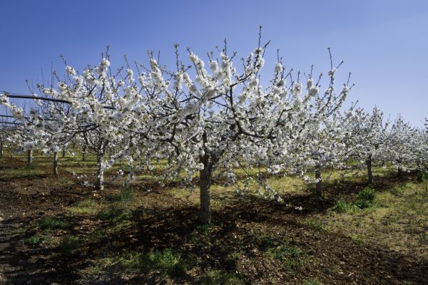 Orchard Planting