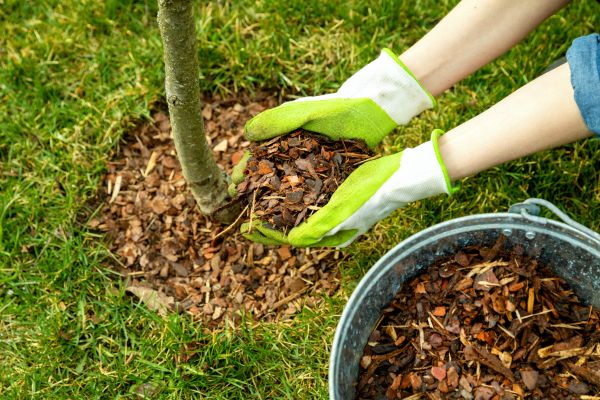 Shredded Mulch Laying
