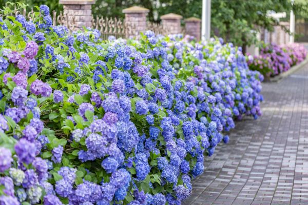 Hydrangea Landscaping Service