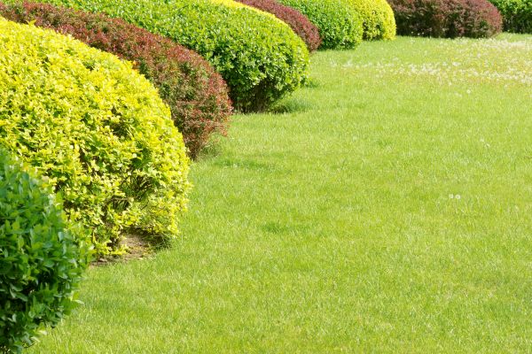 Shrubbery Planting Service