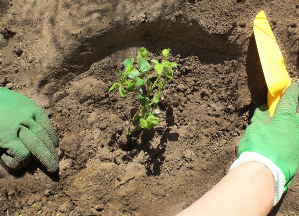 Rose Bush Planting Service