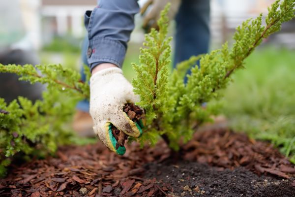 Church Mulching in Thousand Oaks