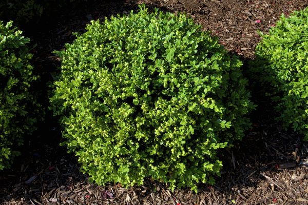 Boxwood Removal