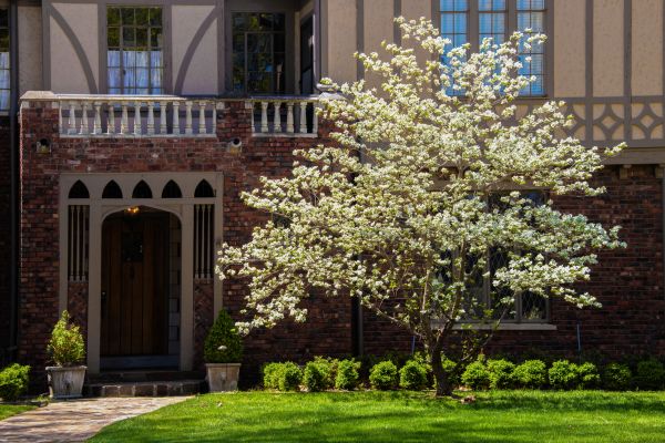 Dogwood Tree Planting in Thousand Oaks